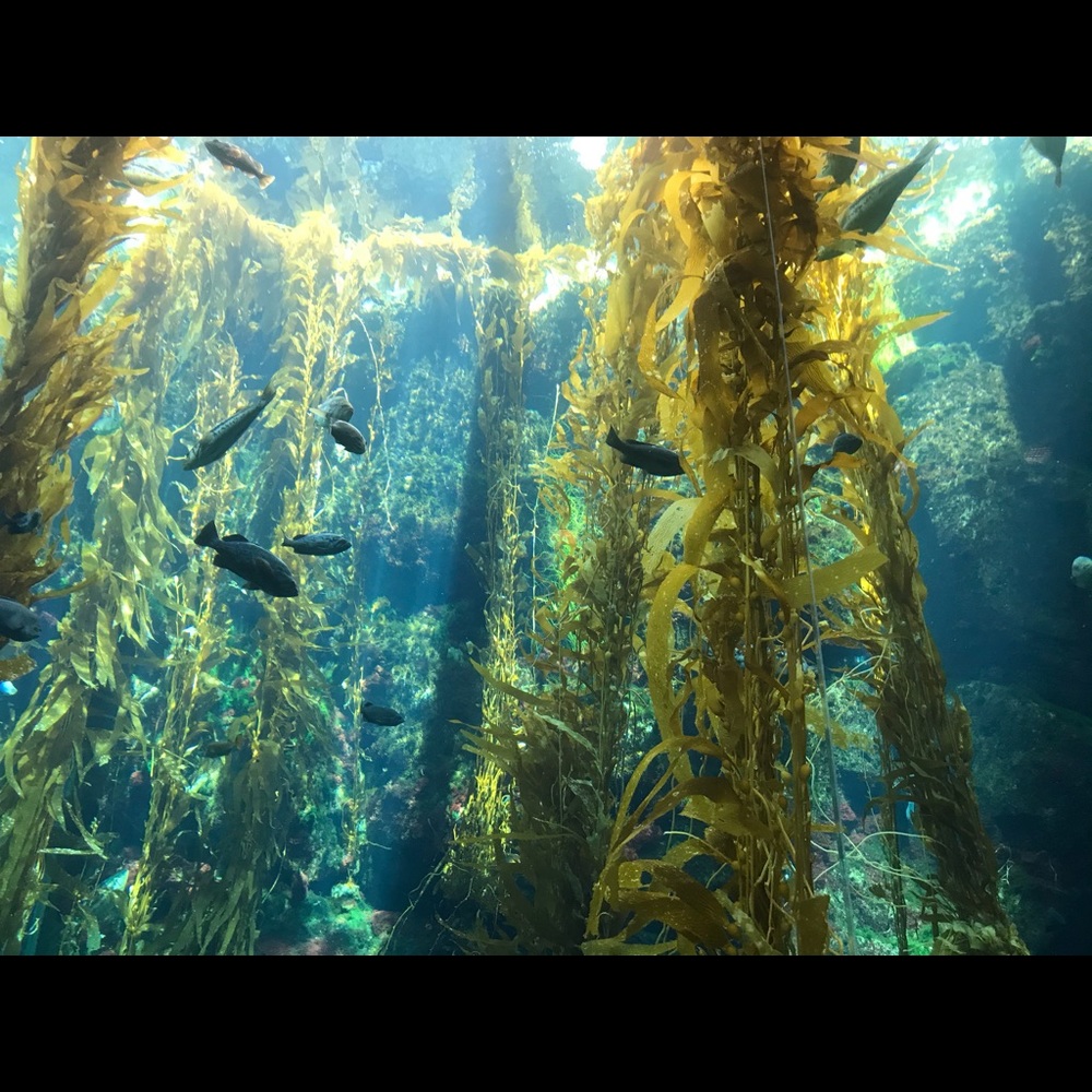 Meet your Posher, Ivette